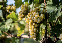 Guter Weinjahrgang 2020, etwas spätere Lese