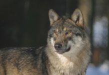 Schweizer stimmten ab: Nein zu Wolfsentnahmen