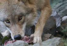 Almabtrieb in Osttirol: Nur Hälfte der Schafherde konnte gerettet werden