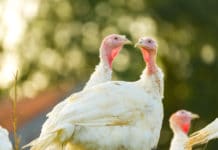 ZAG: Geflügelwirtschaft baut Tierwohlstandards aus