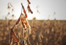 Herbstkulturen: Ernte in Summe gut, Top-Ergebnisse bei Mais und Rüben