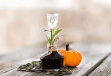 Steirisches Kürbiskernöl-Championat 2020/21: Jungbäuerin legte Debütsieg hin