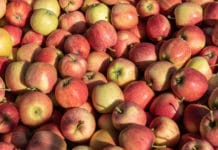Preise bei heimischen Tafeläpfel zum Saisonstart überwiegend stabil