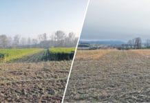 Zwischenfrüchte häckseln?