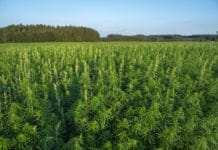 Industriehanf darf künftig höheren THC-Wert haben