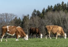 Am Tierschutztag stehen auch die Nutztiere im Fokus