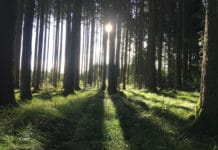 Forstdirektor: Waldbesitzer können Millionenpaket gut gebrauchen Land Tirol