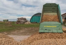 Erdäpfel: Marktmisere bei Industriekartoffeln und Übergrößen