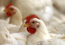 Jedes zweite Huhn in der EU mit antibiotikaresistenten Keimen belastet