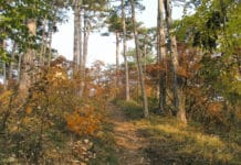 #ForestBiodiversity: Nachhaltige Waldbewirtschaftung trägt zum Green Deal bei