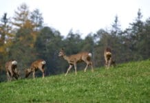 Farminar: Wild und Wald