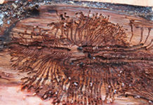 Der Borkenkäfer wird online überwacht