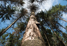 Der Kampf mit dem Käfer