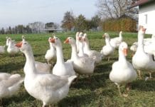 Gans von daheim: Von der Weide auf den Teller