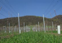 Weinbauschule Krems kultiviert pilzwiderstandsfähige Reben