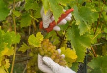 Schulungsprogramm für die Hilfe bei der Ernte