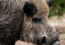 BRD: Schweinepest bei Wildschweinen breitet sich weiter aus
