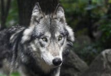 Weidehaltung in Gefahr: Jagd auf Wölfe gefordert