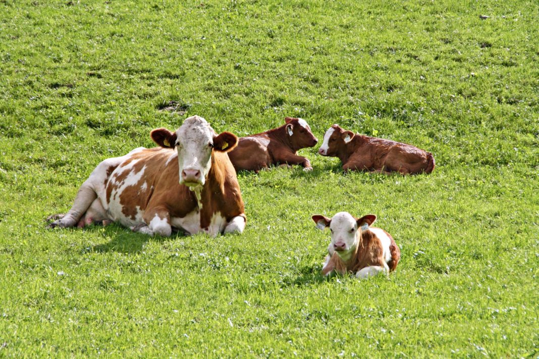 Cows 4174537 Pixabay