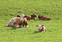 GAP: Österreichischer Weg ist zukunftsweisend Pixabay