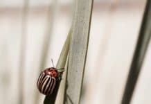 Pflanzenschutz-Warndienst mit positiver Fünf-Jahresbilanz