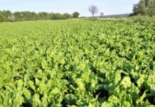 Aktion “Pro Rübe” von Kwizda