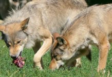 Edenhauser: „Man kann die Emotion nicht aus der Wolfsdiskussion nehmen“