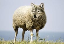 Wolf im Schafspelz? So denken die Tiroler