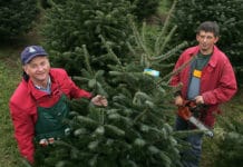 Sicherheitskonzepte sorgen für sicheren Christbaumkauf