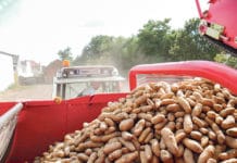 Riesenknollen und auch wieder Drahtwurmlöcher