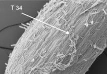 Auszeichnung für Bio-Bodenfungizid „made in Austria“