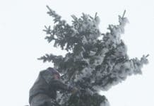 Schadstoffbelastung im Wald auf historischem Tiefstand