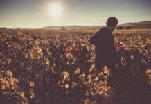 COPA: COVID-19-Krise überschattet Freude über gute EU-Weinernte 2020