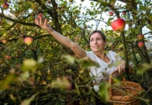 Der Apfel – gesundes Symbol der Regionalität