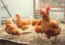 BRD: Geflügelpest-Erreger springt auf Nutztiere über