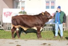 “Ja! Natürlich” zum Erhalt des Pinzgauer Rindes