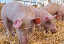 Nutztiere keine Virusüberträger