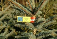 Christbaum-Branche bereitet sich auf hohe Nachfrage vor
