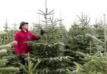 Gegendarstellung: Christbaum- und Schmuckreisigkauf bei Christbaumbauern trotz Lockdown möglich