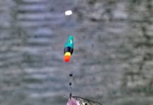 Tirol: Neues Fischereigesetz schützt Bestände