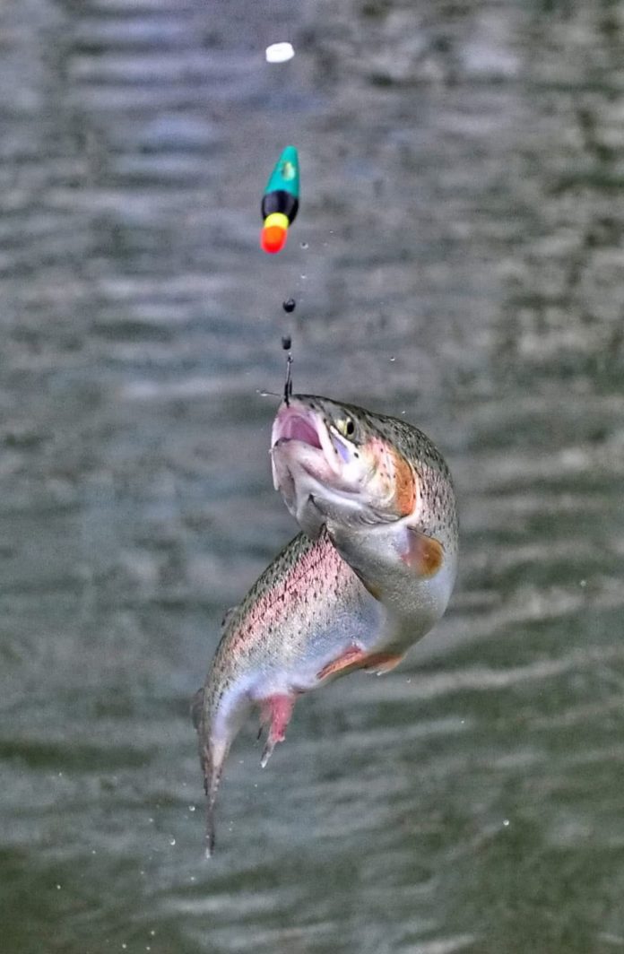 Forelle Am Haken 7 ID48277