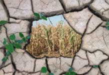 71. Pflanzenzüchtertagung: Stresstoleranz und Bio-Saatgut waren zentrale Themen