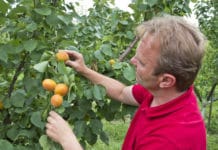Rekordminus bei Steinobst-Ernte
