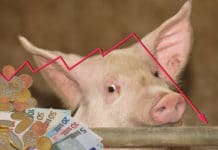 VÖS-Mittel aufgrund akuten Mastschweine-Preisrückgangs erhöht