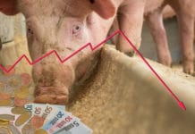 Schweinefleisch: Vermarktungsoffensive soll den Markt entlasten