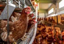 Vogelgrippe zwingt Betriebe in Deutschland zur Stallpflicht