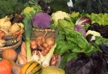 Wintergemüse-Saison startet nach guter Ernte