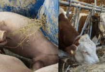 Lockdown 2: Rinder- und Schweinebauern fordern Hilfsmaßnahmen