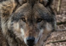 Wolf: Allianzen werden geschmiedet und neue Wege beschritten