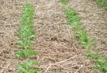 Gesunde Böden sind Basis für gesunde Lebensmittel